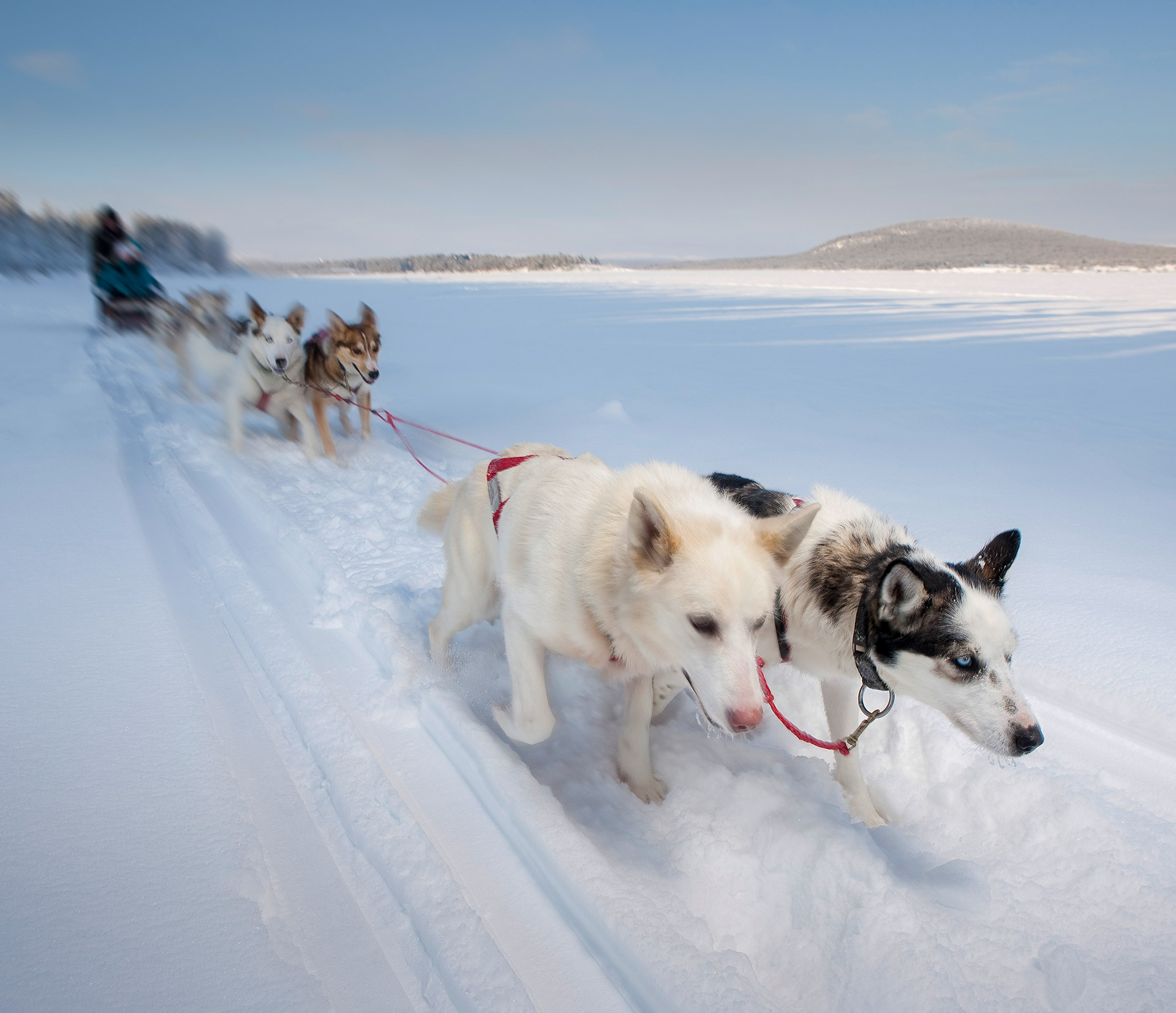 Hundspann Icehotel Jukkasjärvi
