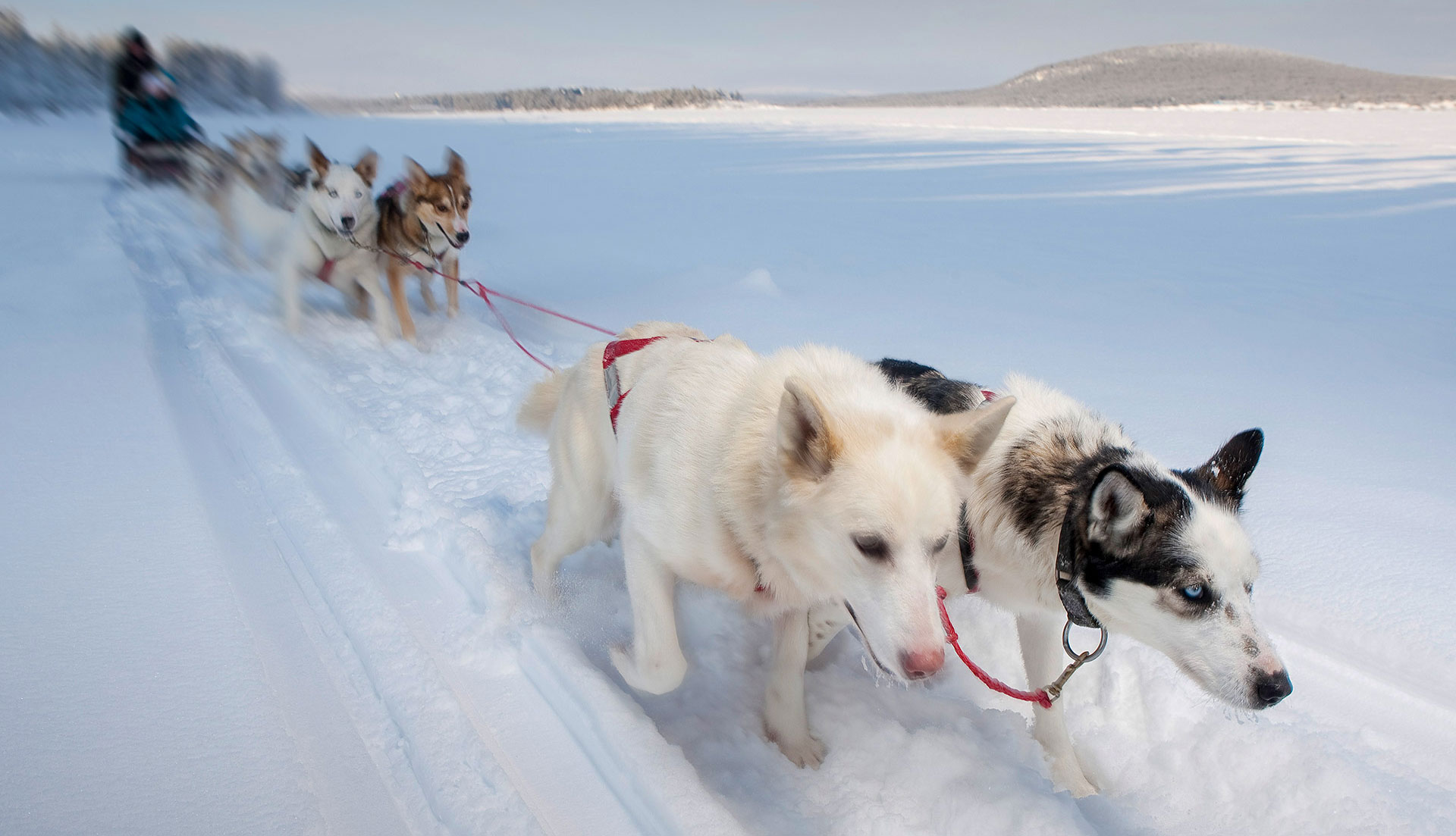 Hundspann Icehotel Jukkasjärvi