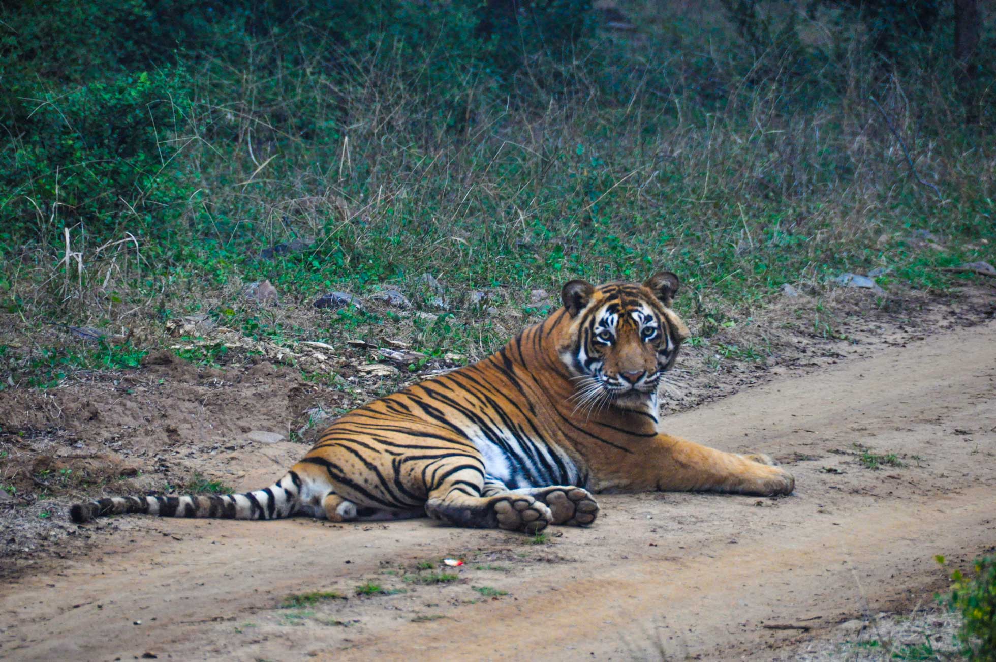 Gruppresa till Indien med tigersafari