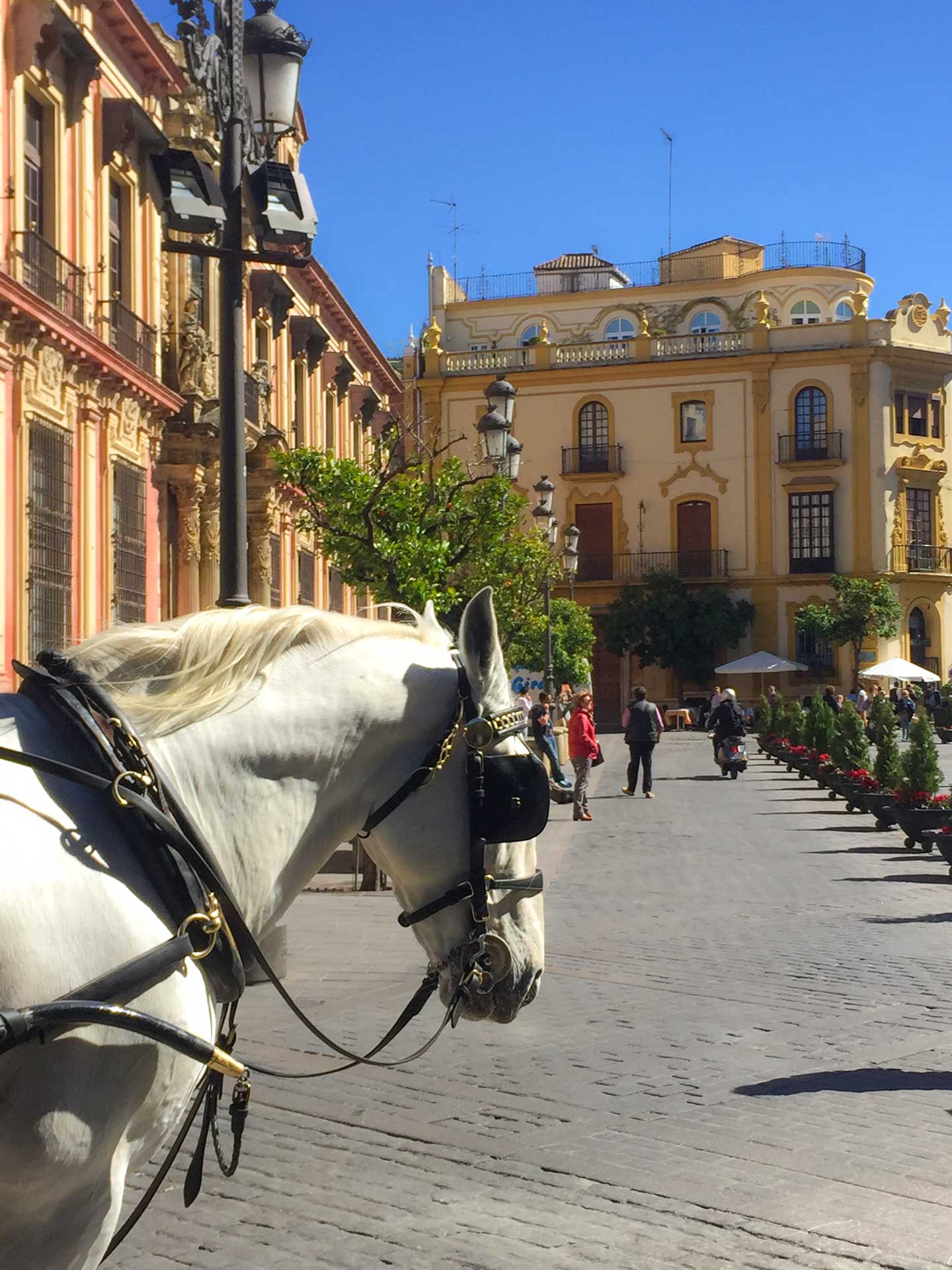 Grupp- och konferensresa Sevilla med stadsvandring, Spanien