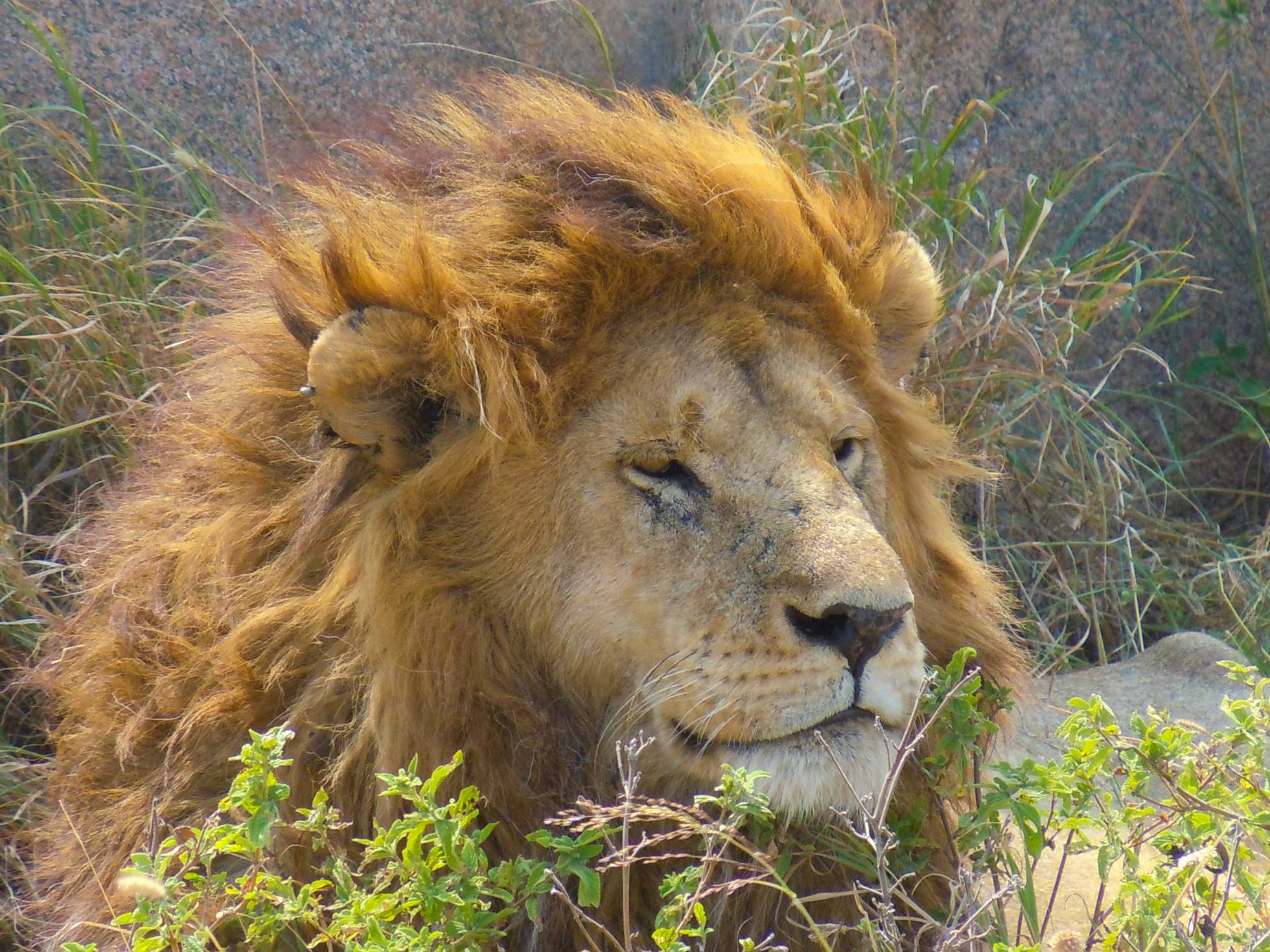 Möte med djuren under en safari i Tanzania