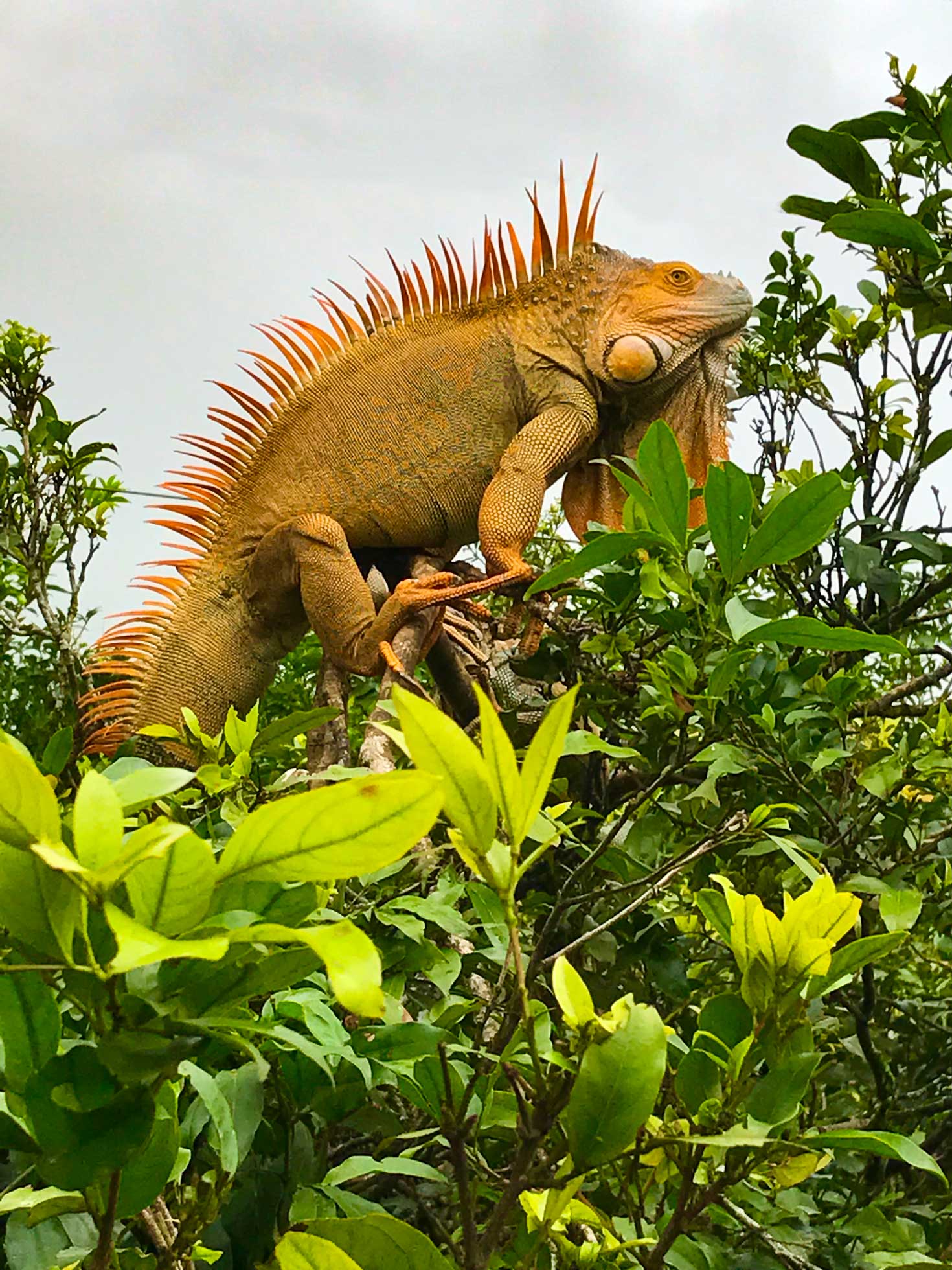 Costa Rica